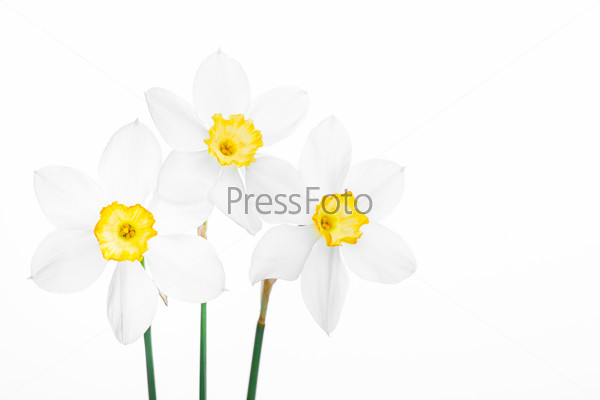Spring floral border, beautiful fresh narcissus flowers, on white background