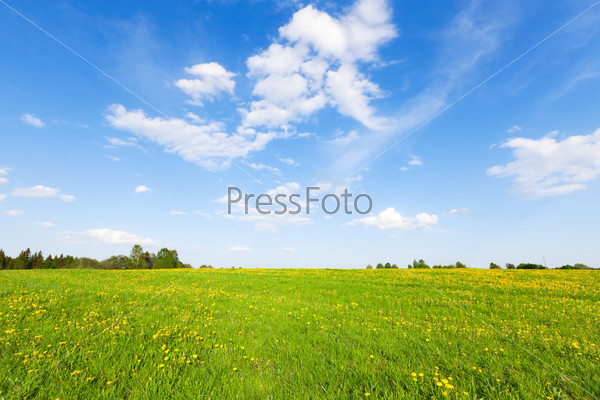 Green field with flowers under blue cloudy sky, stock photo