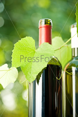 Red and white wine bottles and young vine against natural spring background
