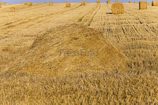 agricultural field after the harvest company of wheat.