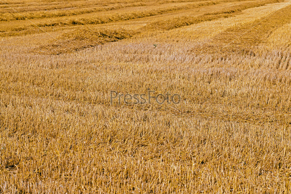 agricultural field after the harvest company of wheat.
