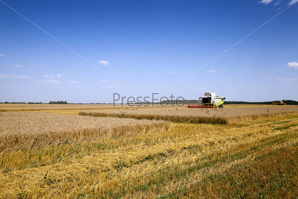 agricultural field on which carry out wheat cleaning