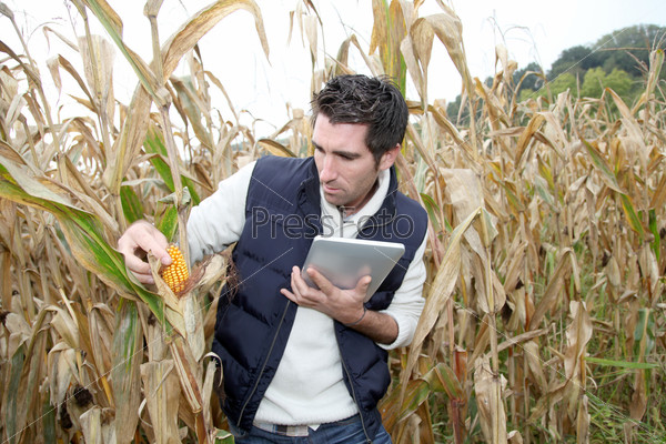 Agronomist analysing cereals with electronic tablet