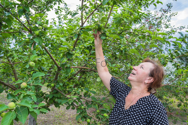 Голая сучка ест яблоки с дерева без помощи рук