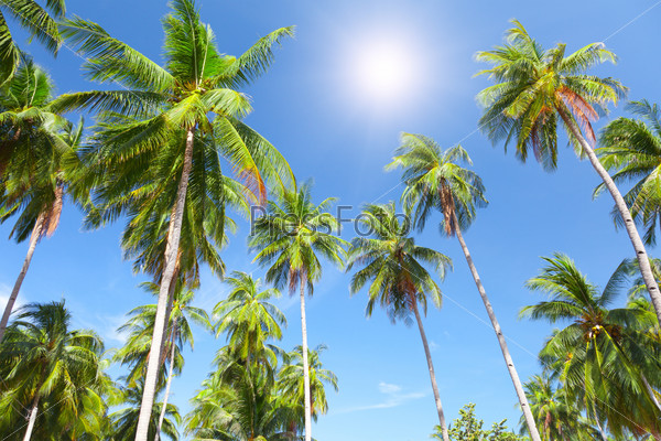Coconut palm trees and sky, stock photo