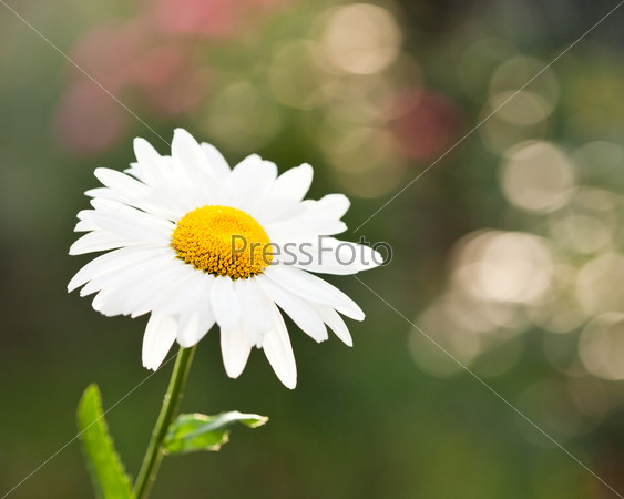 Blossoming daisy flower on spring green natural background, stock photo
