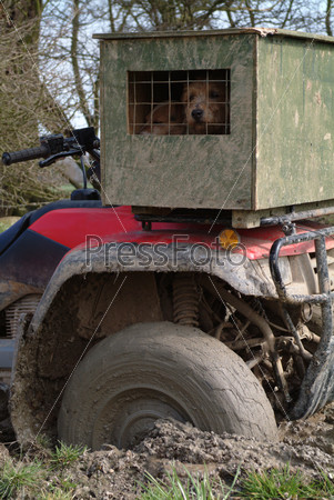 A quad bike and dog closed in box on it