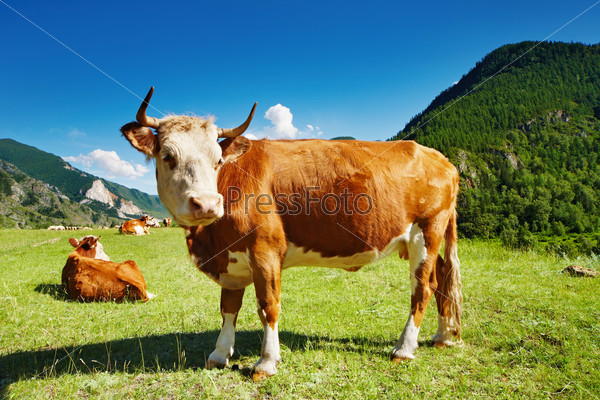 Горный пейзаж с коровами