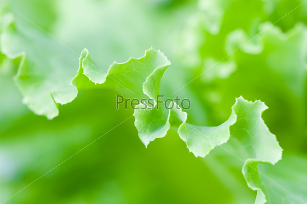 fresh lettuce leaf macro