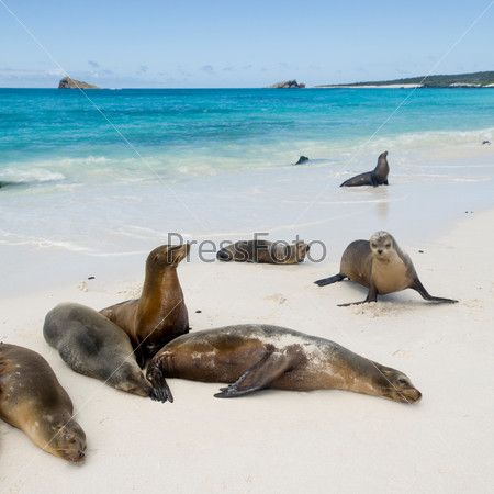 Galapagos sea lions (Zalophus californianus wollebacki), Gardner Bay, Espanola Island, Galapagos Islands, Ecuador
