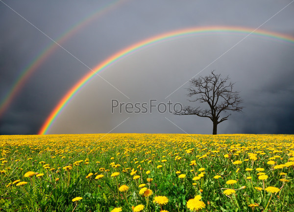 Dandelion field and dead tree under cloudy sky with rainbow