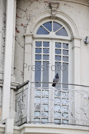 Pigeon perched on the wrought iron railing of the balcony of French doors