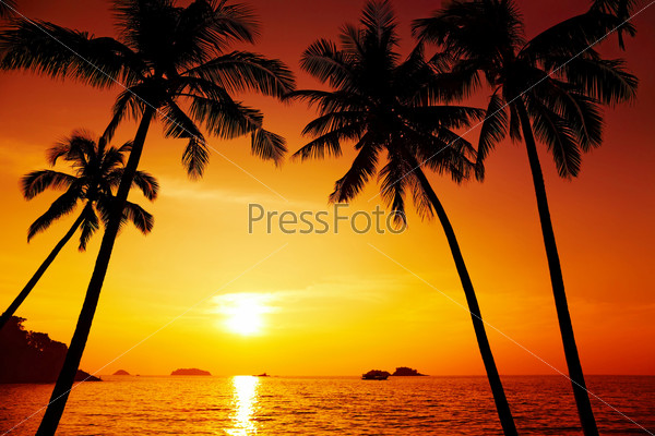 Palm trees silhouette at sunset, Chang island, Thailand