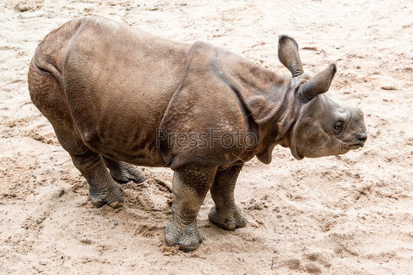 Young Indian one-horned rhinoceros (6 months old) on sandy ground