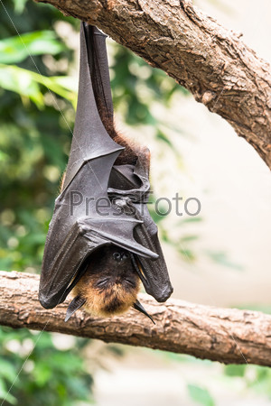 Fruit bat sleeping