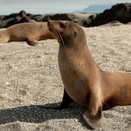 Galapagos sea lions (Zalophus californianus wollebacki), Punta Espinoza, Fernandina Island, Galapagos Islands, Ecuador