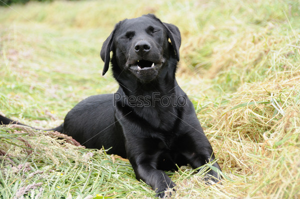 Portrait of a black labrador in field sneezing