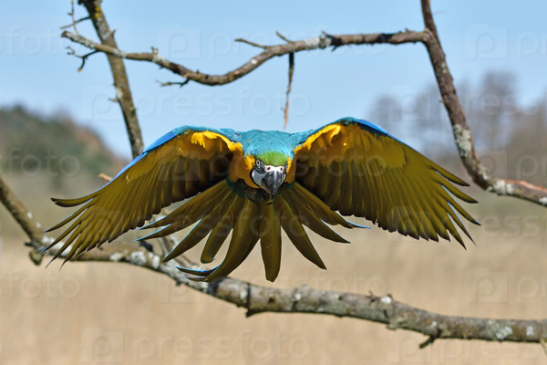 Blue and yellow Macaw in flight in its habitat, stock photo