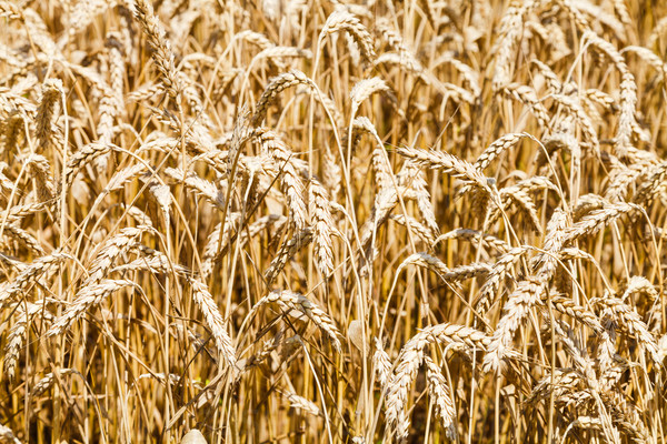 ears of ripe wheat in field in summer day