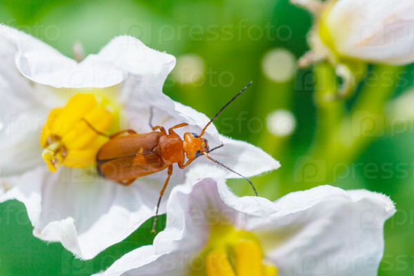 Soldier beetle in potato flower close up in summer garden, stock photo