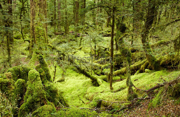Primeval forest, New Zealand