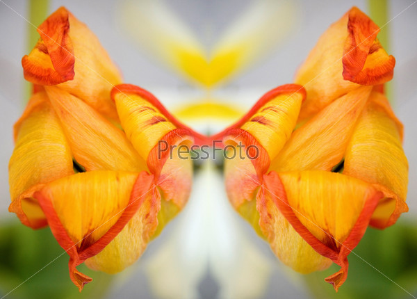 Mirrored composition of orange and yellow dried tulip