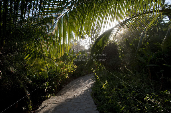 Pathway through tropical forest in San Jose Costa Rica