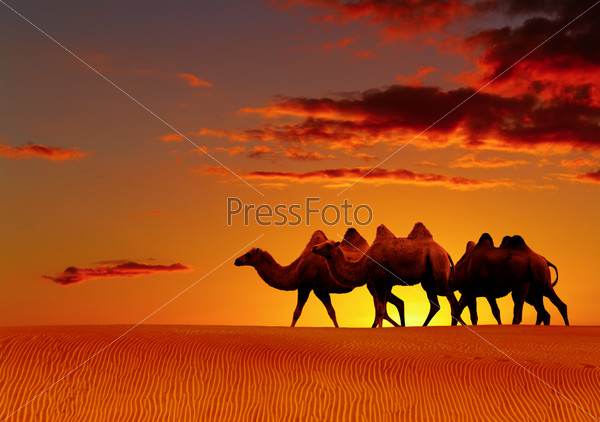 Desert fantasy, camels walking