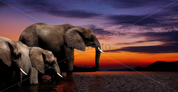 Elephants at watering in african savanna