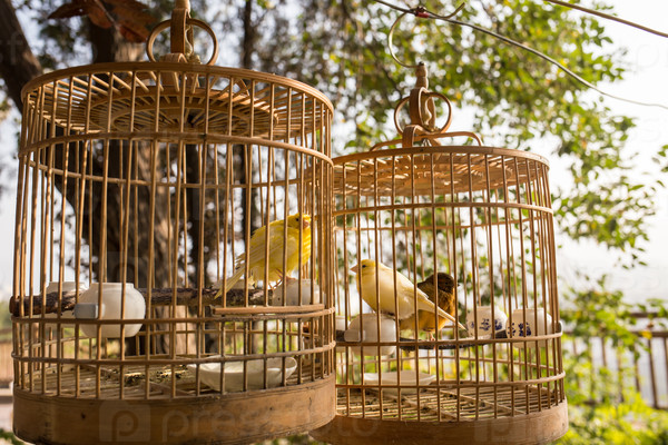 Yellow birds in cages