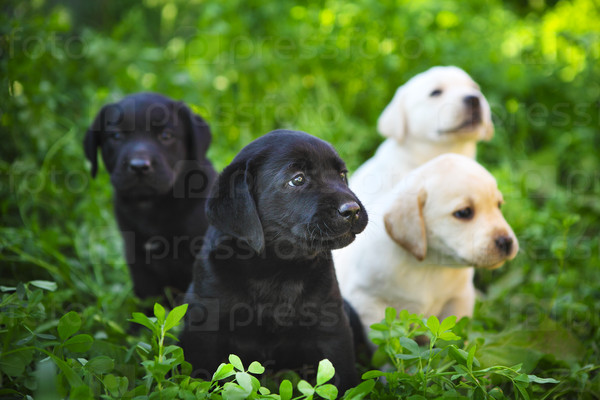 Group of adorable golden retriever puppies in the yard on the green grass
