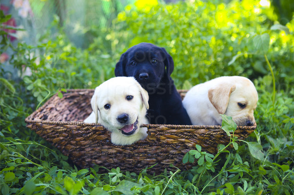 Group of adorable golden retriever puppies in the yard