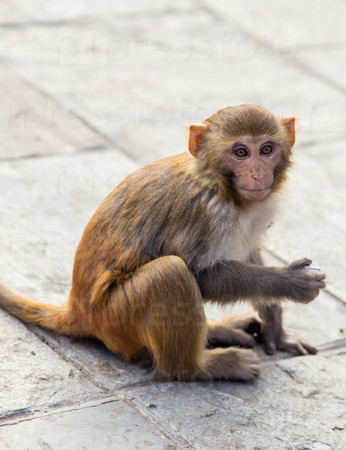 Маленькая обезьяна в буддийский храм
