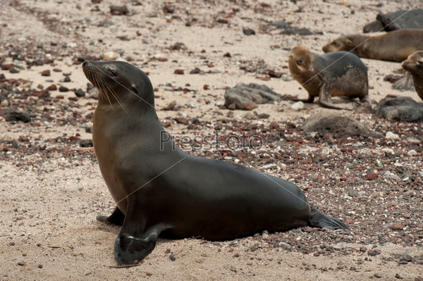 Galapagos sea lion (Zalophus californianus wollebacki), Puerto Baquerizo Moreno, San Cristobal Island, Galapagos Islands, Ecuador