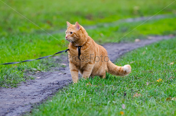 Red cat walks in the line with the autumn grass on a leash
