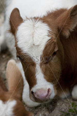 Close up of a cow\'s face in Iceland