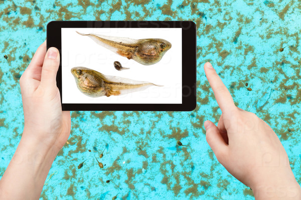 naturalist studies tadpoles of frog in water pool on tablet pc