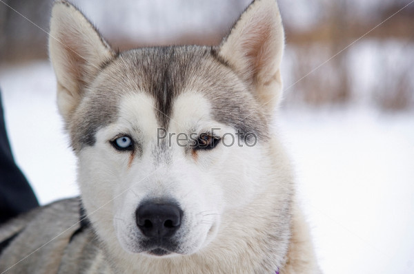 Husky sled dog with two different colored eyes
