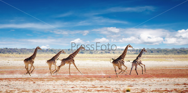 Running giraffes