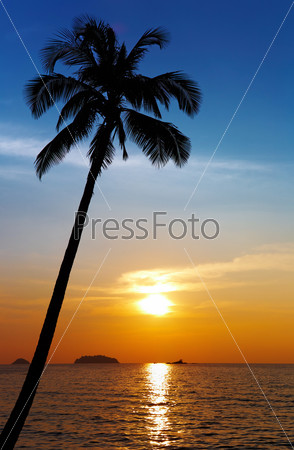Palm tree silhouette at sunset, Chang island, Thailand