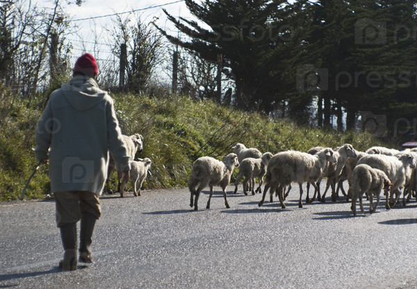 Shepherd with his sheeps