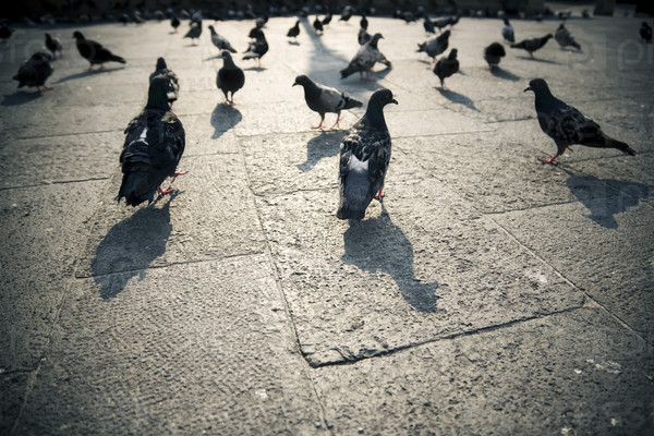 Pigeons in a city