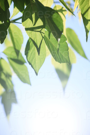 Nature concept , selective focus on part of leaf, stock photo