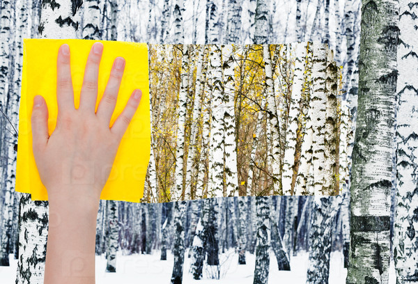 hand deletes birches in forest by yellow cloth
