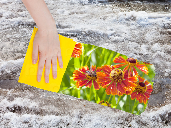 season concept - hand deletes melting snow by yellow cloth from image and red blanket flowers are appearing