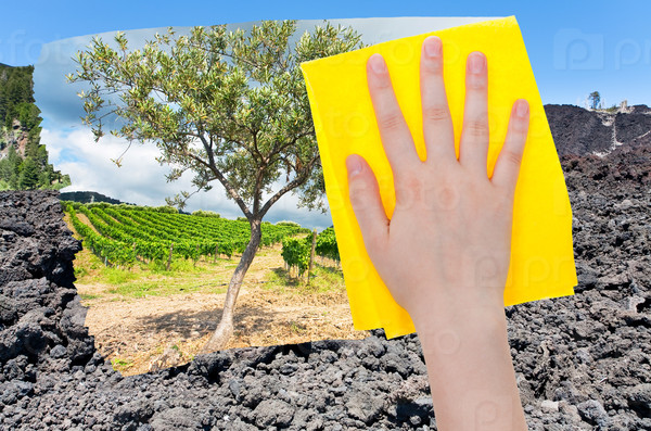 travel concept - hand deletes hardened black lava on Etna volcano slope by yellow cloth from image and olive tree and vineyard are appearing