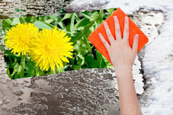 season concept - hand deletes melting snow by orange cloth from image and yellow dandelion flowers are appearing