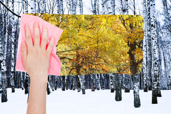 season concept - hand deletes bare birch trunks in winter by pink cloth from image and autumn woods are appearing