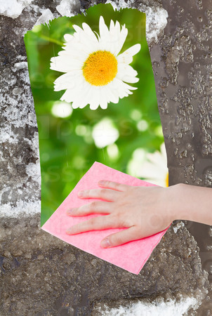 season concept - hand deletes melting snow by pink cloth from image and green meadow with flower is appearing