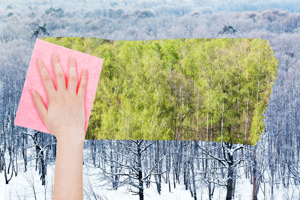 season concept - hand deletes winter woods by pink cloth from image and green summer forest are appearing